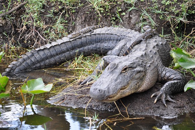 From Miami: Everglades Airboat, Wildlife Show, and Roundtrip Bus - Key Points