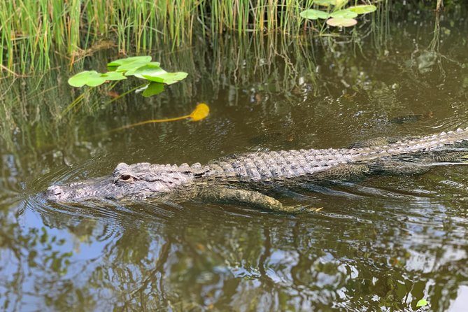 From Miami: Everglades Airboat, Wildlife Show, and Roundtrip Bus - Notable Positives Highlighted by Visitors