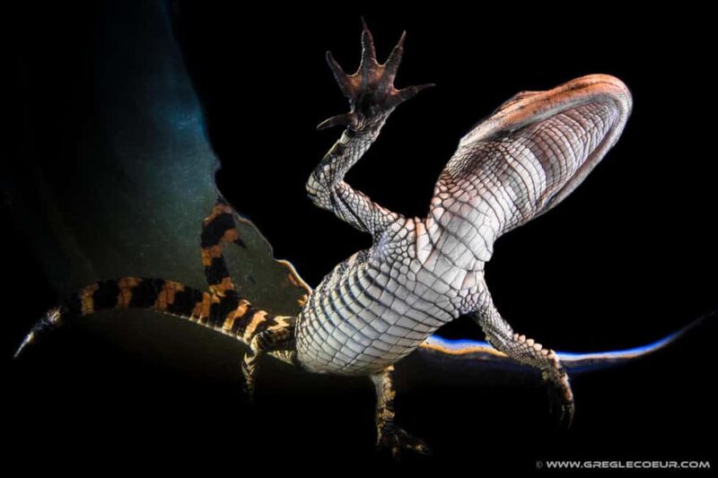 From Miami: Everglades at Night with Guided Airboat Tour - Key Points