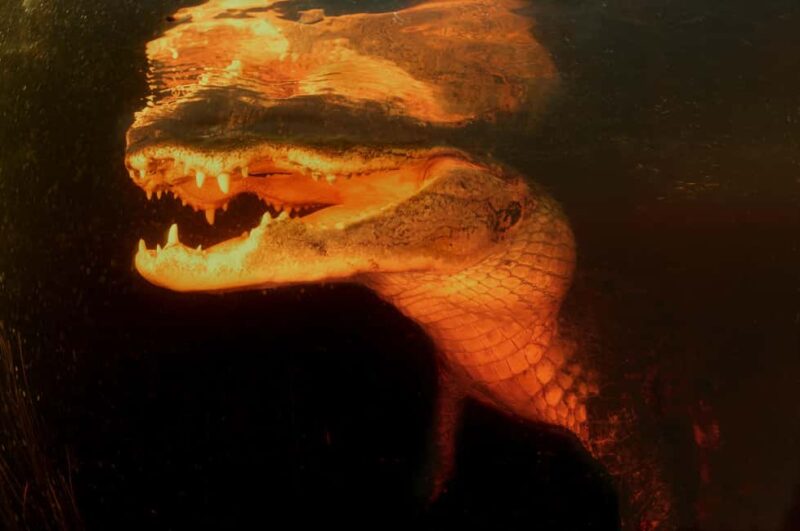 From Miami: Everglades at Night with Guided Airboat Tour - Additional Tour Options and Comparisons