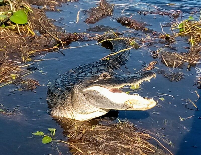 From Miami: Everglades Tour w/ Wet Walk, Boat Trips, & Lunch - Discover the Unique Everglades Experience from Miami for $389