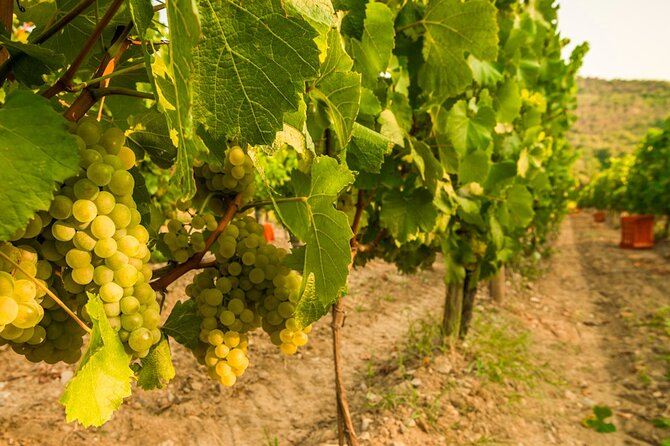 From Milan Full Day in Franciacorta 2 Wineries and Lunch - Authentic Lunch by Lake Iseo with Regional Specialties