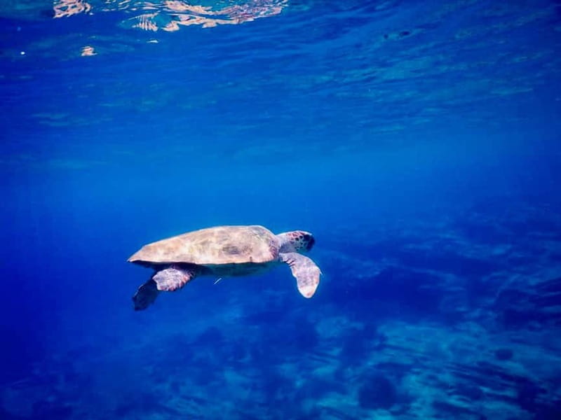 From Milopotas: Ios Island Scenic Snorkeling Cruise - Visiting Koumbara Beach and Sea Caves