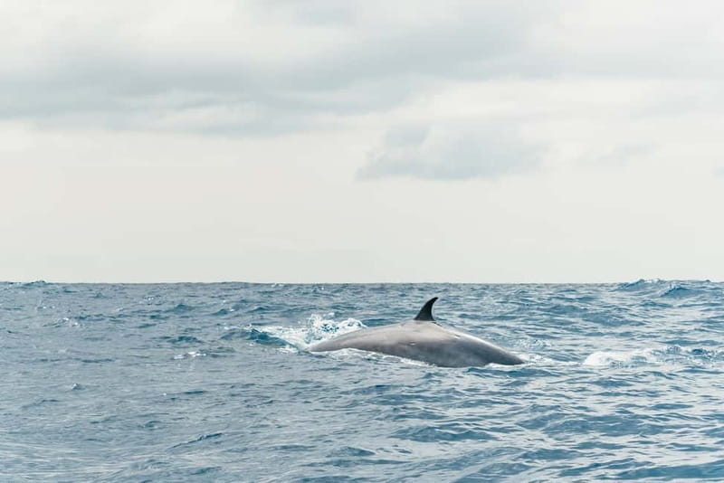 From Morro Jable: Dolphin and Whale Watching and Snorkelling - Snorkelling at a Stunning Underwater Spot