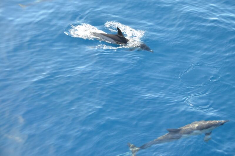 From Morro Jable: Dolphin and Whale Watching and Snorkelling - Practical Details: Transfers, Duration, and What to Bring