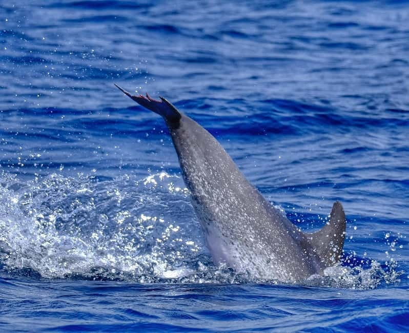 From Morro Jable: Dolphin and Whale Watching and Snorkelling - Considerations and Limitations of the Tour