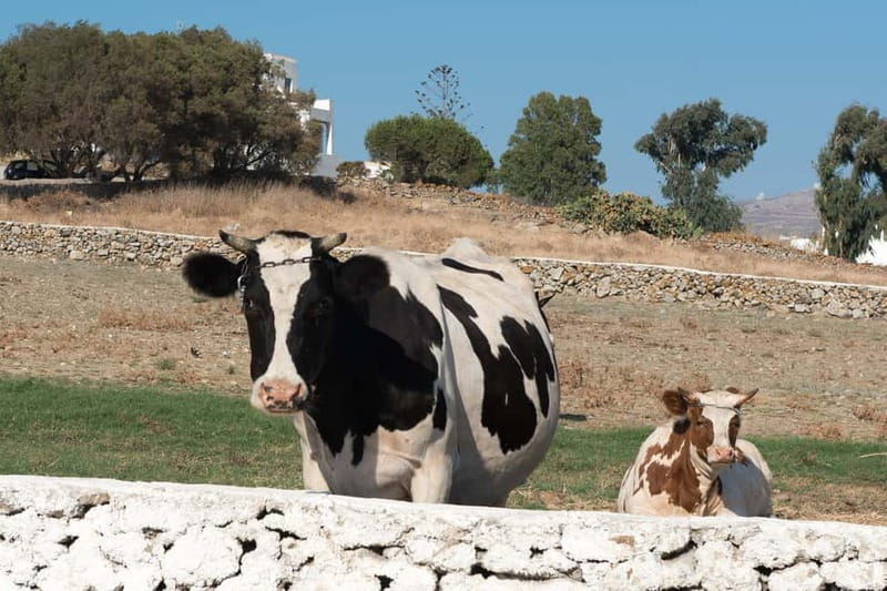 From Mykonos: Ano Mera Farm Tour - Visiting a Traditional Mykonian Farm: What You’ll See and Learn