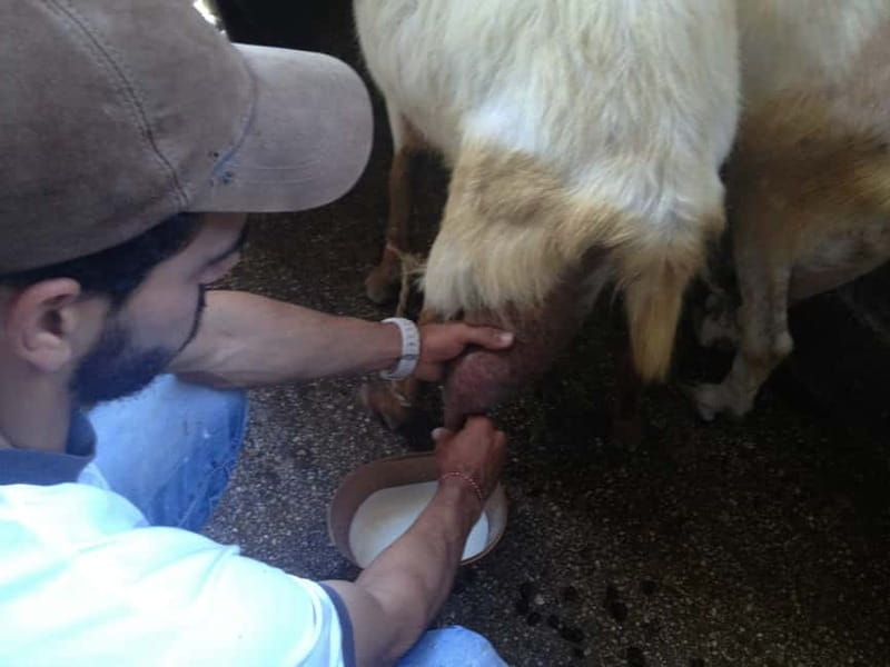 From Mykonos: Ano Mera Farm Tour - Participating in Farming Tasks: Options and Limitations
