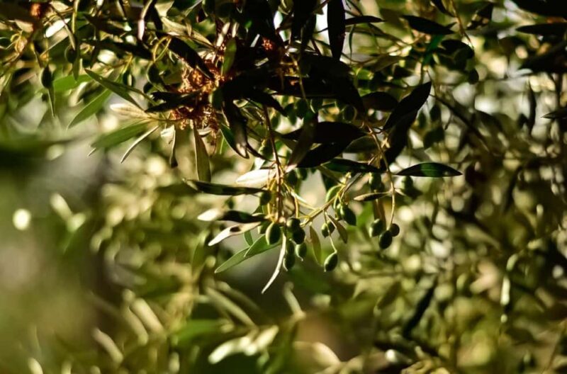 From Nafplion: Argos Castle & Olive Tasting Experience - Guided Olive Oil Tasting and Food Pairings