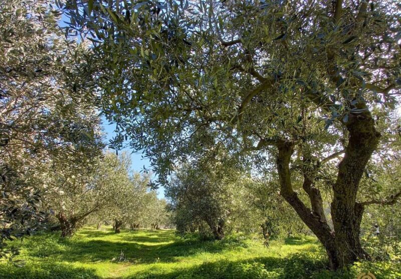 From Nafplion: Argos Castle & Olive Tasting Experience - Who Will Appreciate This Tour Most