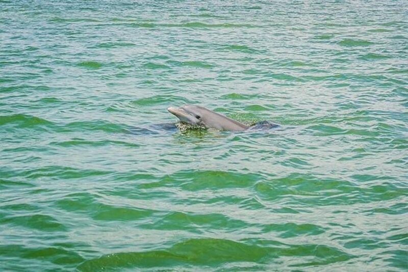 From Naples, FL: Marco Island Mangroves Kayak or Paddle Tour - Wildlife Encounters: Dolphins and Manatees in Their Natural Habitat