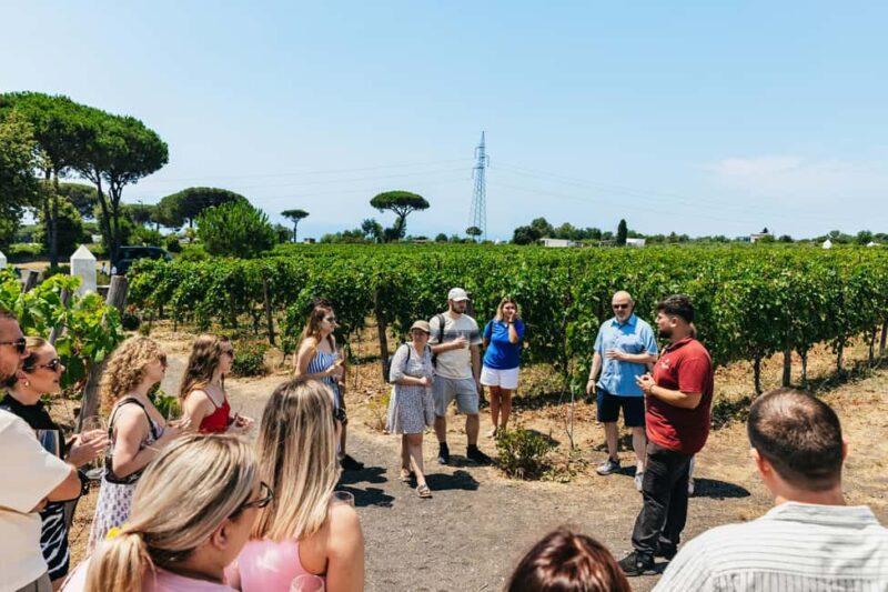 From Naples: Wine Tasting Tour on Vesuvius Slopes with Lunch - Mediterranean Lunch Paired with Vintages