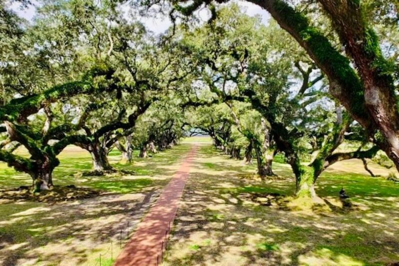 From New Orleans: Oak Alley or Laura Plantation Tour - Practicalities: Transport, Group Size, and Accessibility