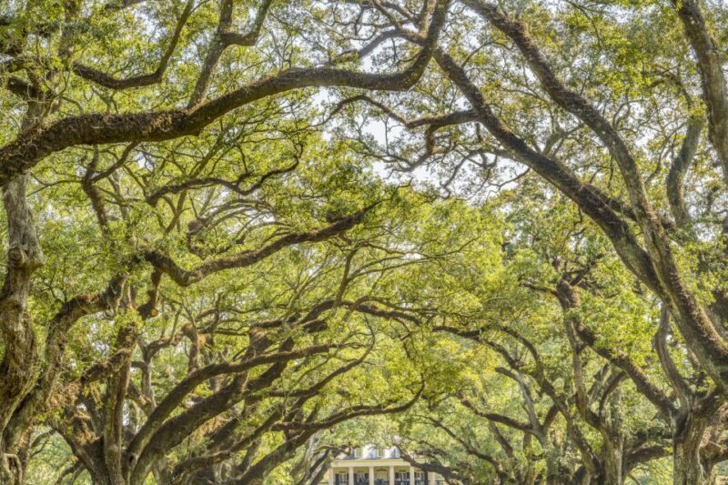 From New Orleans: Oak Alley Plantation Tour - Who Will Appreciate This Tour Most