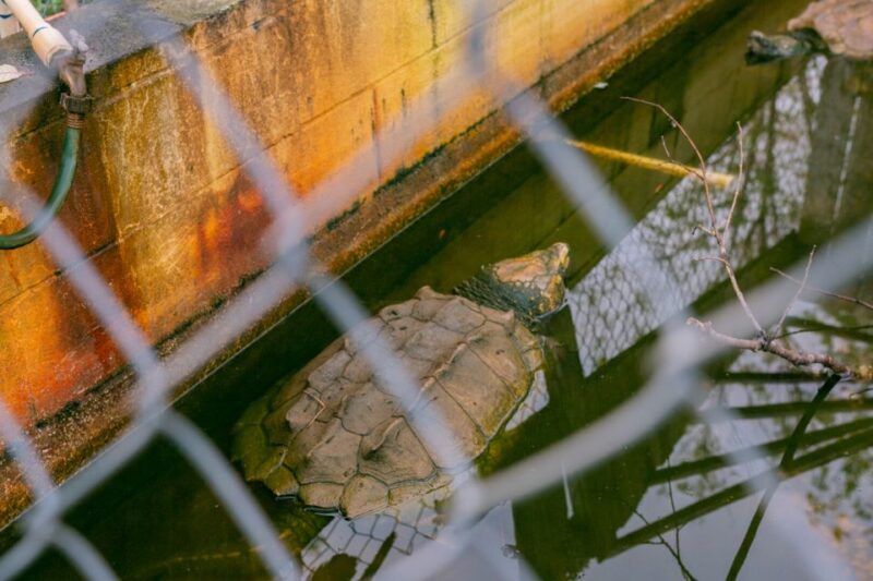 From New Orleans: Swamp Airboat, 2 Plantation Tours & Lunch - Passing Iconic Plantations Along the River Road
