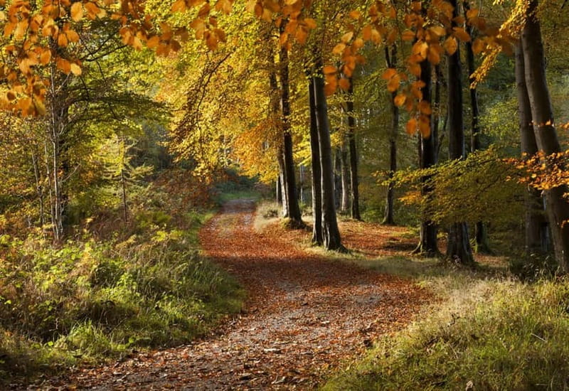 From Newcastle: Game of Thrones Tollymore Forest Trek - Explore Tollymore Forest: The Iconic Backdrop of Season 1 of Game of Thrones