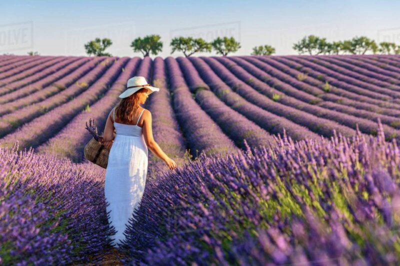 From Nice: Full-Day Provence and Lavender Tour - Practical Details and Group Size Options