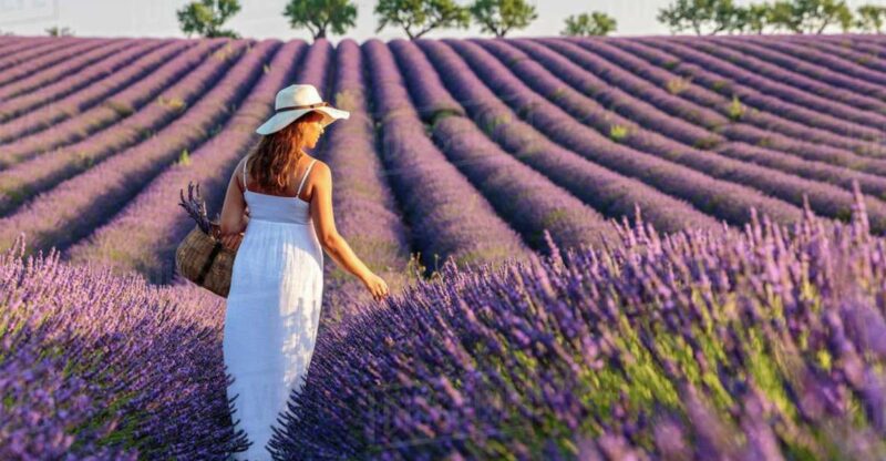 From Nice: Full-Day Provence and Lavender Tour - Who Will Appreciate This Provence Tour?