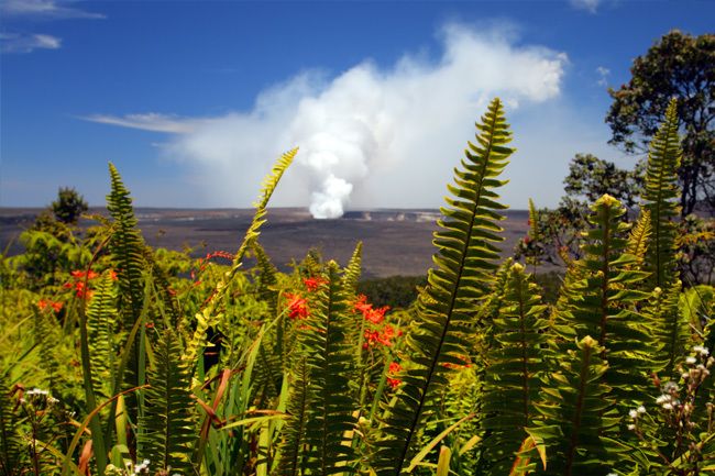 From Oahu: Big Island Volcano Adventure - Lunch and the Big Island’s Lush Rainforests