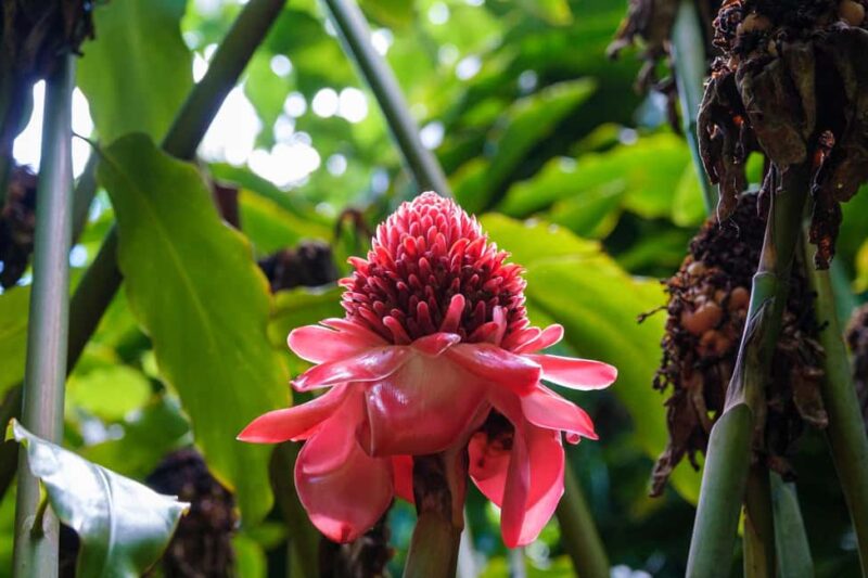 From Oahu: Kauai Waimea Canyon and Koke'e Adventure Tour - Explore Kauai’s Highlights with a Full-Day Adventure from Oahu