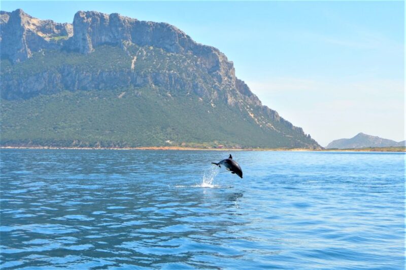 From Olbia: RIB Tour to Capo Figari with Dolphin Sighting - Key Points