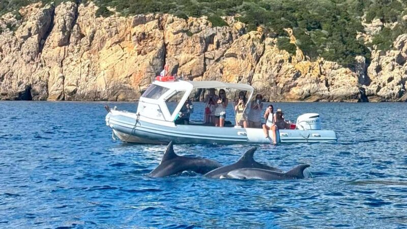 From Olbia: RIB Tour to Capo Figari with Dolphin Sighting - Dolphin Watching: A Natural Encounter