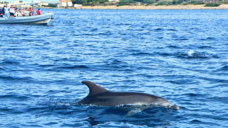 From Olbia: RIB Tour to Capo Figari with Dolphin Sighting - The Role of the Marine Biologist Guide