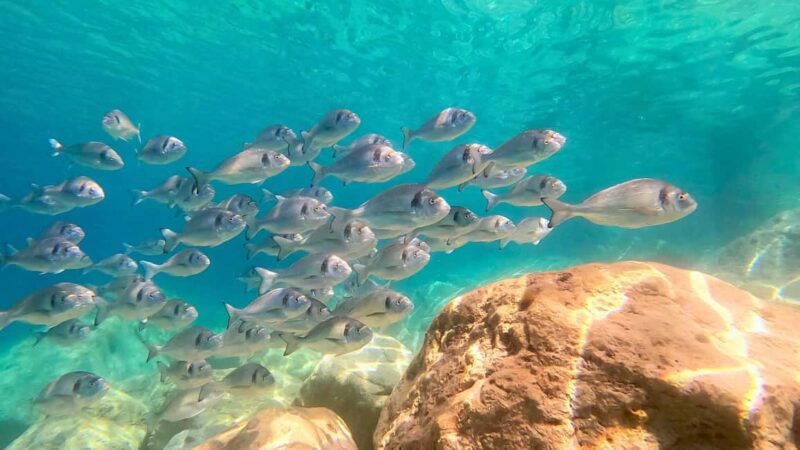 From Olbia: RIB Tour to Capo Figari with Dolphin Sighting - The Comfort and Safety of the Dinghy Bwa