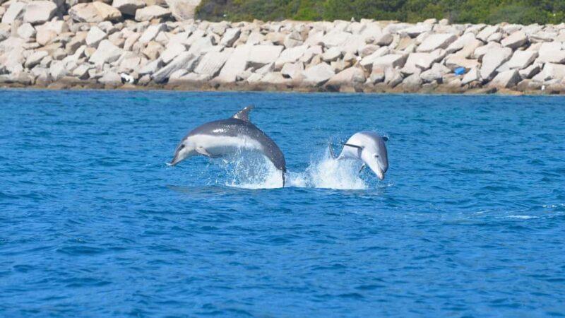 From Olbia: RIB Tour to Capo Figari with Dolphin Sighting - Who Will Enjoy This Tour Most?