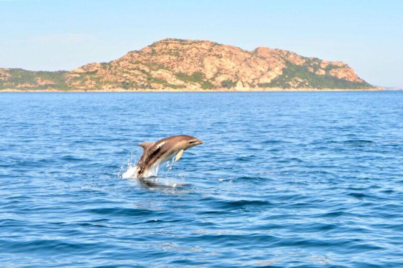 From Olbia: RIB Tour to Capo Figari with Dolphin Sighting - The Sum Up: A Fun and Educational Sardinian Marine Adventure