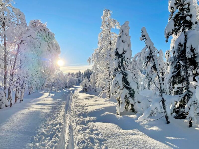 From Oslo: Oslomarka Forest Guided Snowshoeing Tour - Key Points