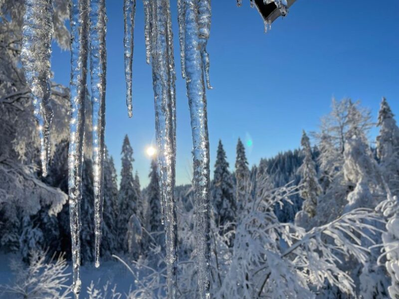 From Oslo: Oslomarka Forest Guided Snowshoeing Tour - Small Group Experience and Expert Guides