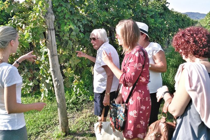 From Padua: Olive Oil & Wine in the Euganean Hills - Wine Tasting at a Panoramic Vineyard
