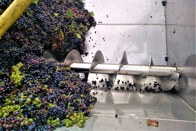 From Padua: Olive Oil & Wine in the Euganean Hills - The Guide and Local Insights