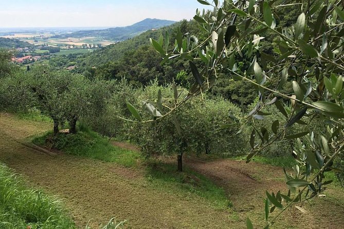 From Padua: Olive Oil & Wine in the Euganean Hills - Value and Booking Insights