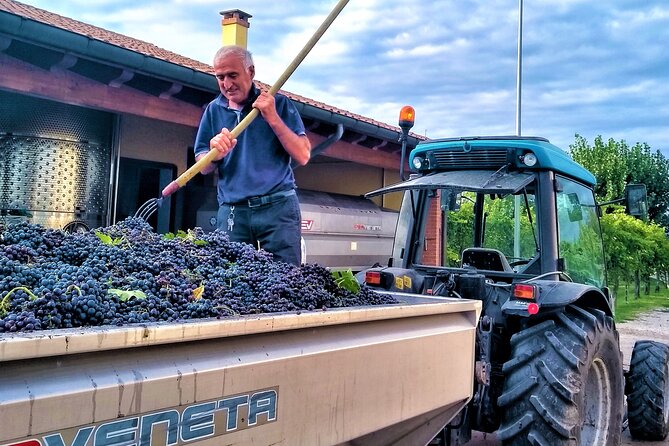 From Padua, Wine Tour in the Euganean Hills - The Two Family-Run Wineries: Discovering Authentic Local Wines