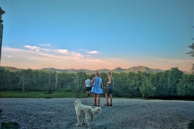 From Padua, Wine Tour in the Euganean Hills - Who Should Consider This Tour?