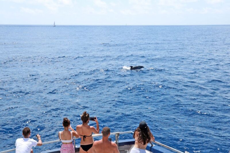 From Paguera: Dolphin Watching Cruise in a Glass-Bottom Boat - Starting from Playa Tora for a Coastal Dolphin Search