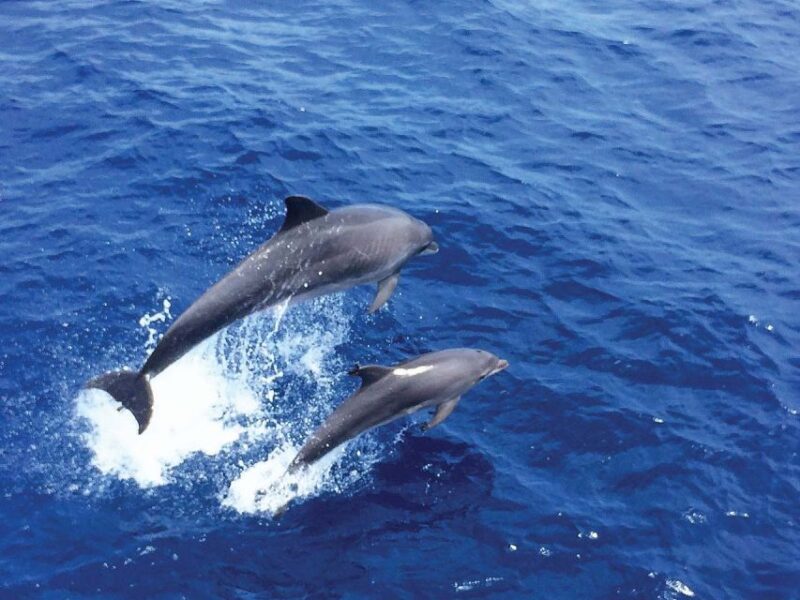 From Paguera: Dolphin Watching Cruise in a Glass-Bottom Boat - The Experience of Dolphin Sightings