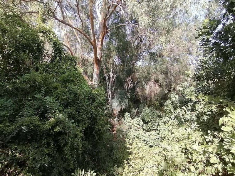 From Paphos: Baths of Aphrodite, Latchi & Blue Lagoon Cruise - Evaluating the Experience: Strengths and Limitations