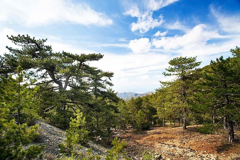 From Paphos: Caledonia Waterfalls Walking Tour with Lunch - Key Points