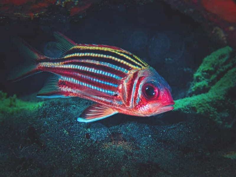 FROM PAPHOS: Snorkeling at Moulia Rocks (boat) - Discover Snorkeling at Moulia Rocks from Paphos
