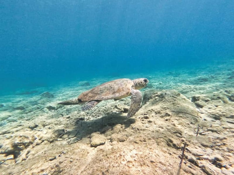 FROM PAPHOS: Snorkeling at Moulia Rocks (boat) - What to Expect During the Snorkeling Adventure