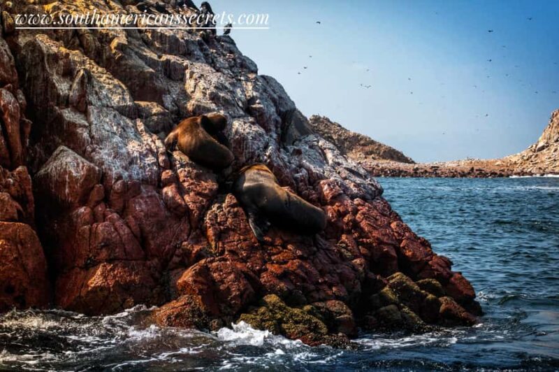 From Paracas: Ballestas Islands tour all Inclusive - Tour Logistics and Practical Tips