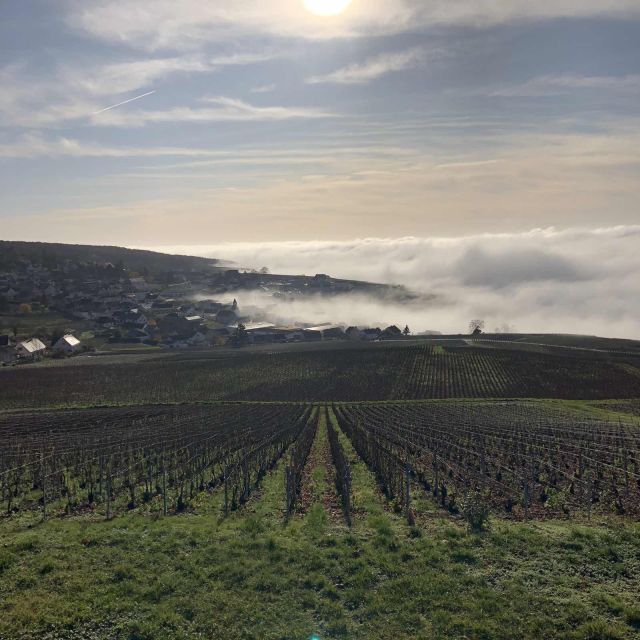 From Paris: Reims and Champagne Tasting Full-Day Tour - Tasting and Cellar Tours in Reims