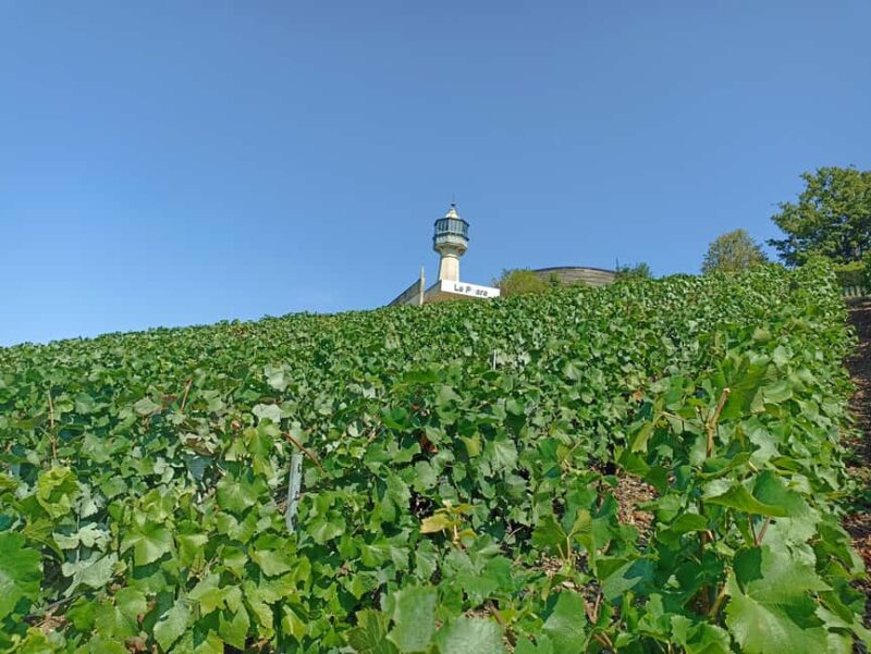 From Paris: Reims Cathedral, Champagne Cellar, and Tasting - Comparing Similar Champagne Tours from Paris