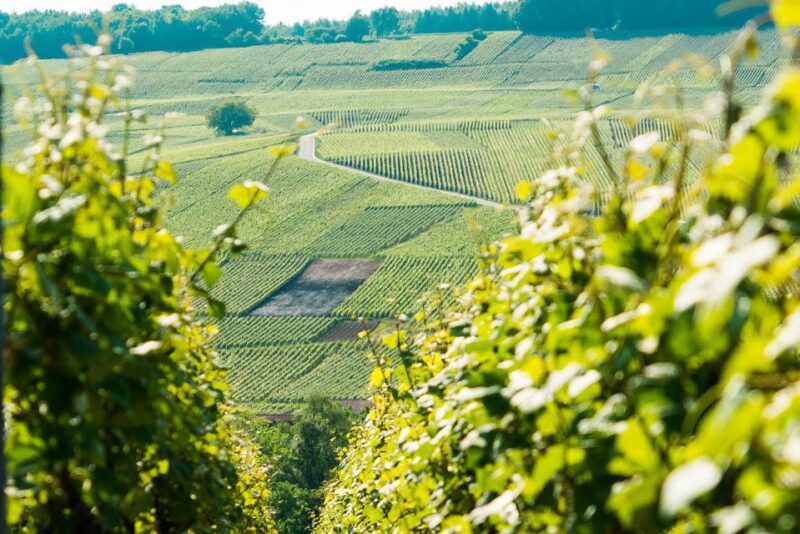 From Paris: Small-Group Champagne Day Trip with Six Tastings - Key Points