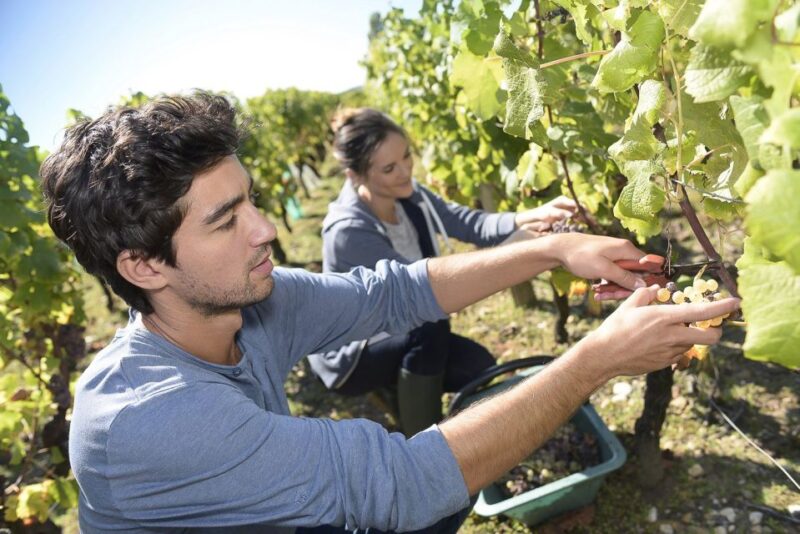From Paris: Small-Group Champagne Day Trip with Six Tastings - Easy Logistics and Clear Organization