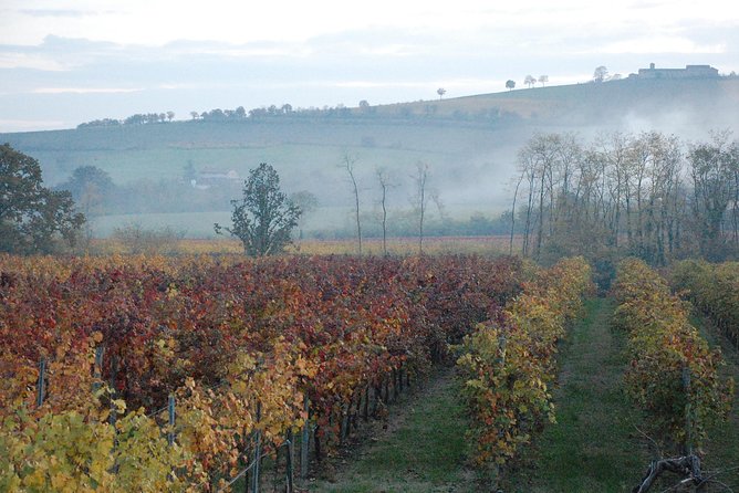 From Parma: Parmigiano,Prosciutto and winery Tour and tasting - The Experience at the Cheese and Ham Factories