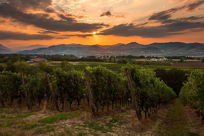 From Parma: Parmigiano,Prosciutto and winery Tour and tasting - Visiting the Parma Hills Winery and Vineyard